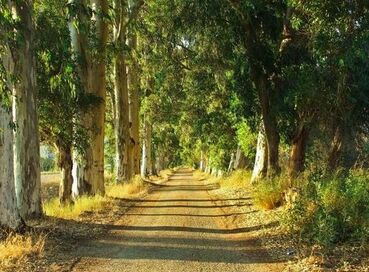 MARMARİS DATÇA DALYAN TURU