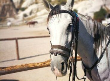 KURBAN BAYRAMINA ÖZEL KAPADOKYA TURU
