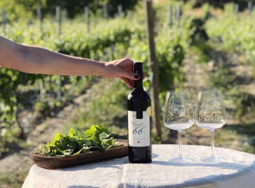 BUTİK İZMİR URLA ŞARAP TADIM TURU